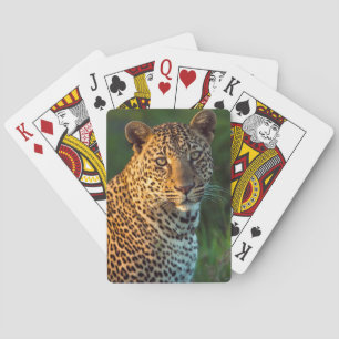 Baraja De Cartas Leopardo masculino (Panthera Pardus) Cub maduro