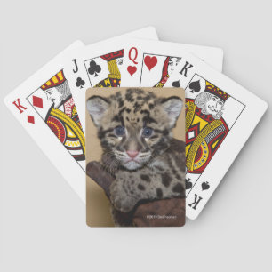 Baraja De Cartas Leopardo nublado Cub
