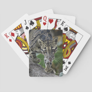 Baraja De Cartas Leopardo nublado en el movimiento