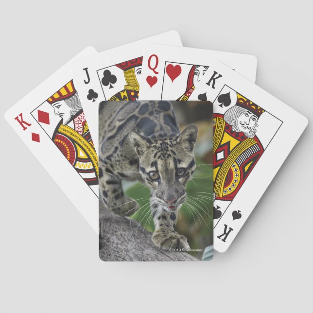 Baraja De Cartas Leopardo nublado en el movimiento (Reverso)
