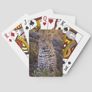 Baraja De Cartas Leopardo sentado, Botsuana, África