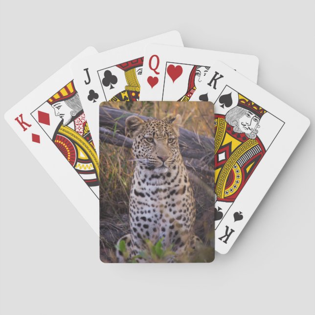 Baraja De Cartas Leopardo sentado, Botsuana, África (Reverso)