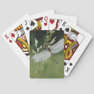 Baraja De Cartas Libélula Darner cubierta de rocío