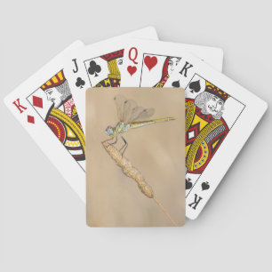 Baraja De Cartas Libélula Skimmer Insecto Hembra (CC BY 4.0)