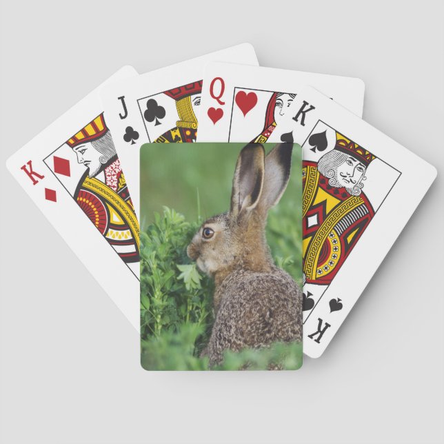 Baraja De Cartas Liebre parda, Lepus europaeus, joven comiendo, (Reverso)