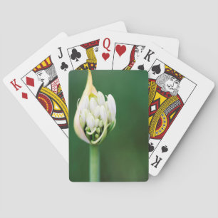 Baraja De Cartas Lirio Africano, Agapanthus Praecox, Ciudad del Cab