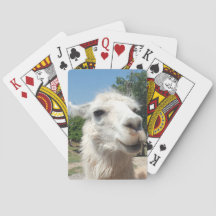 Llama feliz