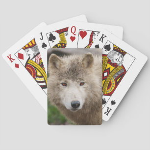 Baraja De Cartas Lobo blanco fangoso