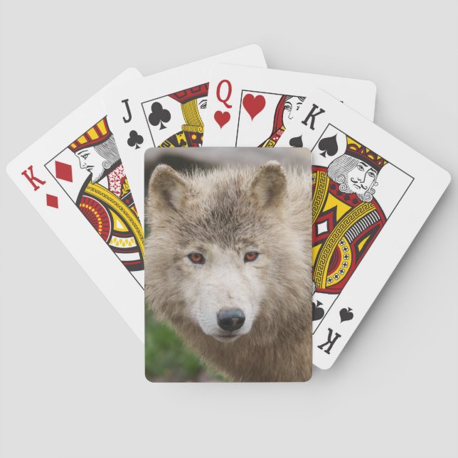 Baraja De Cartas Lobo blanco fangoso (Reverso)