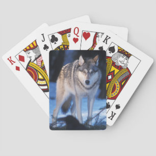 Baraja De Cartas lobo gris, Canis lupus, en las estribaciones