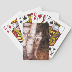 Baraja De Cartas Lobo gris detrás de un árbol