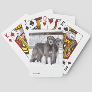 Baraja De Cartas Lobos irlandeses en la nieve