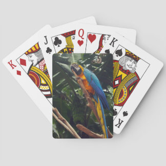 Baraja De Cartas Loro del Macaw