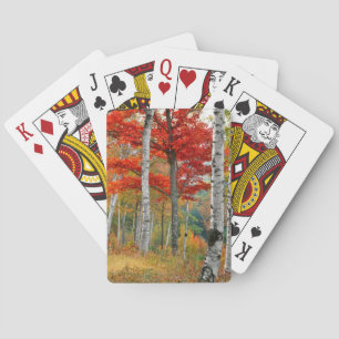 Baraja De Cartas Los E.E.U.U., Maine, lago Wyman. Bosque del abedul