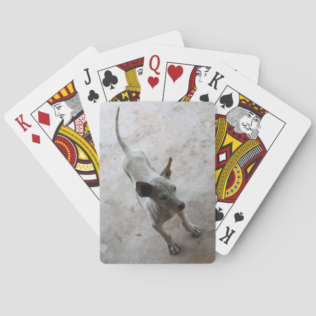 Baraja De Cartas Luk Maa... Perro picante tailandés (Reverso)