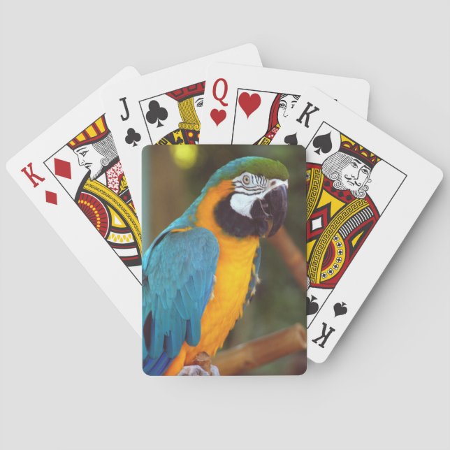 Baraja De Cartas Macaw masculino (Reverso)