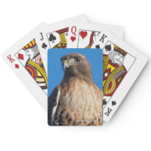 Magnífico halcón de cola roja al sol