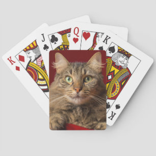 Baraja De Cartas Maine Coon para Navidad con coleccionista