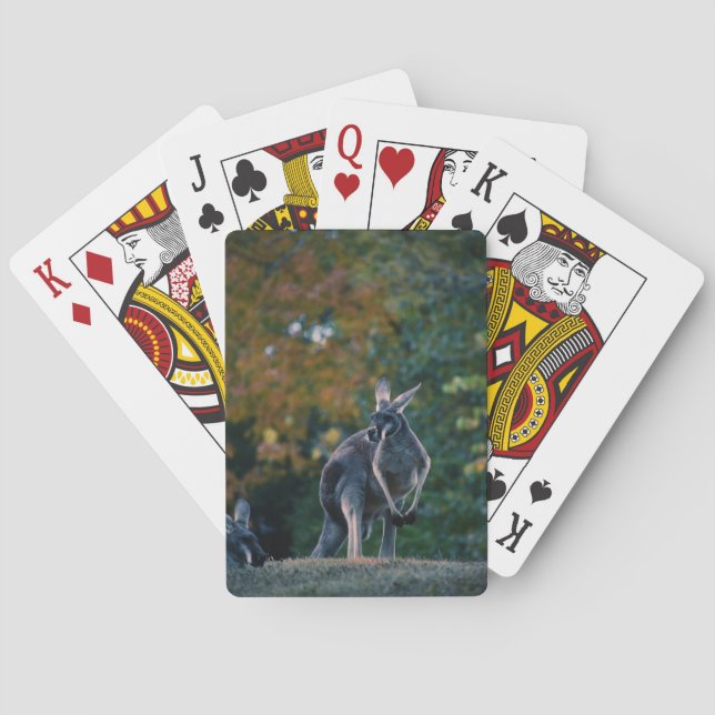 Baraja De Cartas Majestic Kangaroo (Reverso)
