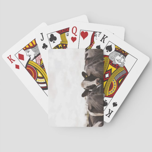 Baraja De Cartas Manada de ganado bovino y cielo desbordado 2 (Reverso)