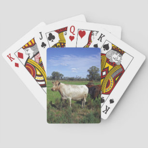 Baraja De Cartas Manada de vaca blanca,