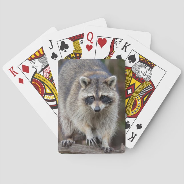 Baraja De Cartas Mapache, Procyon lotor, Florida, EE. UU. 2 (Reverso)
