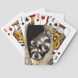 Baraja De Cartas Mapaches bebés en cavidad de árbol Procyon