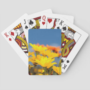 Baraja De Cartas Margaritas naranjas y amarillas de Namaqualand
