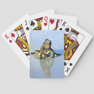 Baraja De Cartas Marine iguana Galapagos