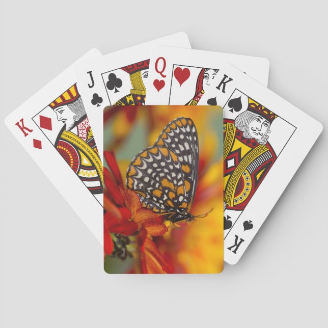 Baraja De Cartas Mariposa de Baltimore de cuadros (Reverso)