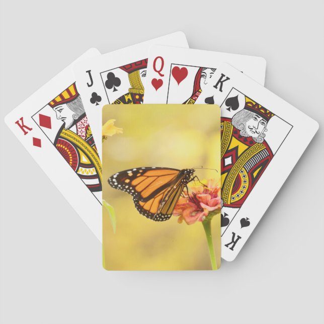 Baraja De Cartas Mariposa monarca en Zambia (Reverso)