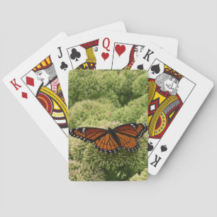 Baraja De Cartas Mariposa Virrey Fotografía De Naturaleza Hermosa