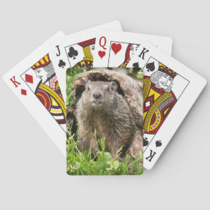Baraja De Cartas Marmota americana en un tronco hueco