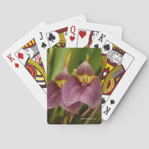 Baraja De Cartas Masdevallia