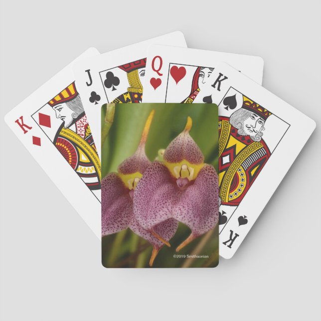 Baraja De Cartas Masdevallia (Reverso)