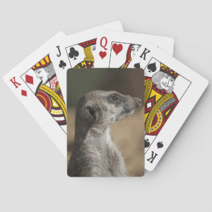 Baraja De Cartas Meerkat