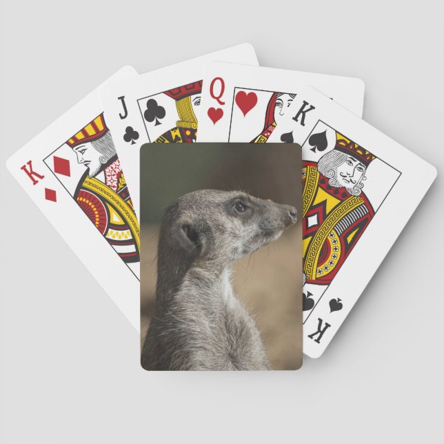 Baraja De Cartas Meerkat (Reverso)