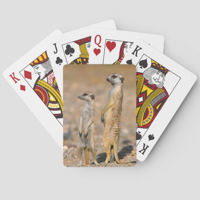Baraja De Cartas Meerkat (Suricata Suricatta) Sentinels, Karas (Reverso)