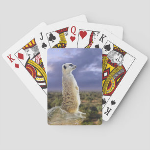 Baraja De Cartas Merkat Y El Gran Exterior,