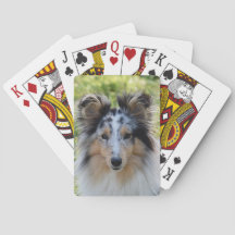 Merle Shetland Sheepdog - Sheltie Dog