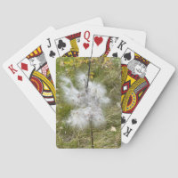 Milkweed | Mariposa |