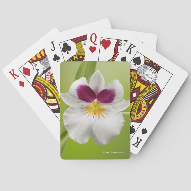 Baraja De Cartas Miltoniopsis Roezlii (orquídeas de pensamiento) (Reverso)