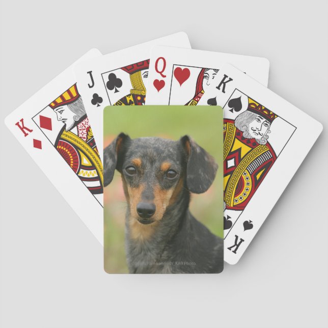 Baraja De Cartas Miniatura de cabello suave Dachshund Puppy Mirando (Reverso)