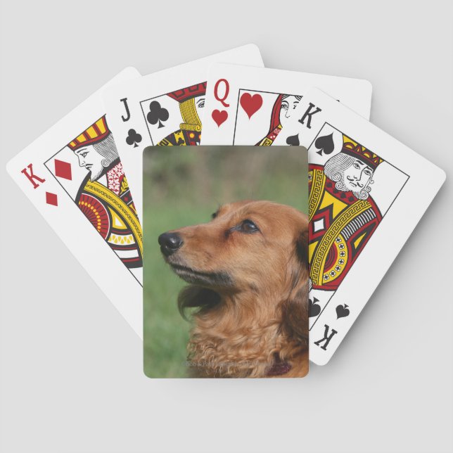 Baraja De Cartas Miniatura de pelo largo Dachshund 2 (Reverso)