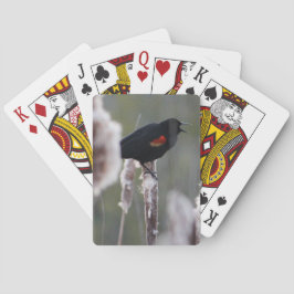 Baraja De Cartas Mirlo de alas rojas (phoeniceus del Agelaius)