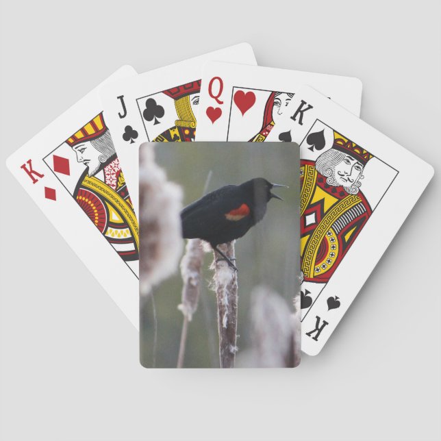 Baraja De Cartas Mirlo de alas rojas (phoeniceus del Agelaius) (Reverso)