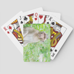 Baraja De Cartas Mono de araña marrón joven