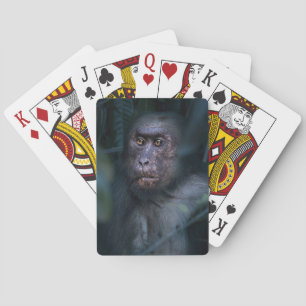 Baraja De Cartas Mono en la jungla
