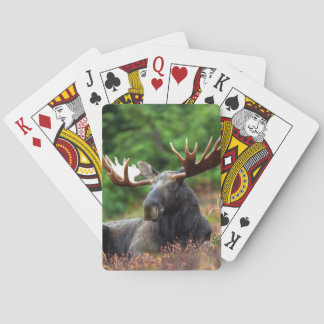 Baraja De Cartas Moose