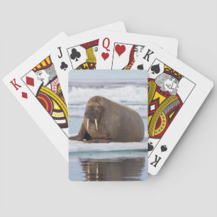 Baraja De Cartas Morsa descansando sobre hielo, Noruega